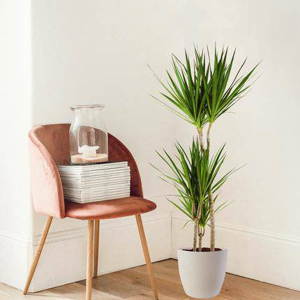 Dracaena Marginata – Drachenbaum – Zimmerpflanze – ca. 95cm hoch – Ø21cm – inkl. nachhaltigem Viber Übertopf Weiß – pflegeleichte tropische Grünpflanze