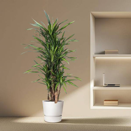 Drachenbaum Dracaena Riki – 140cm hoch – Ø30cm – Elegante Zimmerpflanze mit schmalem dunkelgrünem Blattwerk – pflegeleicht – für Zimmer & Büro