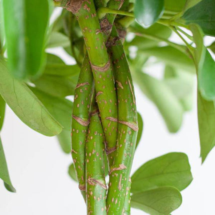 Schefflera Arboricola Nora – Birkenfeige – Zimmerpflanze + Topf Viber Weiß – ↕70cm – Ø21cm – Handförmige Blätter – Pflegeleicht & dekorativ