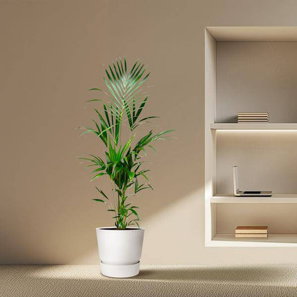 Kentia-Palme – Howea forsteriana – 180 cm hoch – Ø24 cm – Elegante Zimmerpalme – Luftreinigend & pflegeleicht – Für Wohnzimmer, Büro & Wintergarten