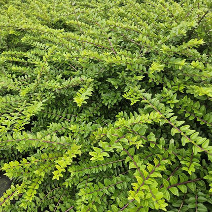Heckenmyrthe Lonicera nit. 'Maigrün' – 6 Pflanzen – Vielseitige Gartenpflanze – ↕10-25cm – Ø9cm – pflegeleicht & schnittverträglich