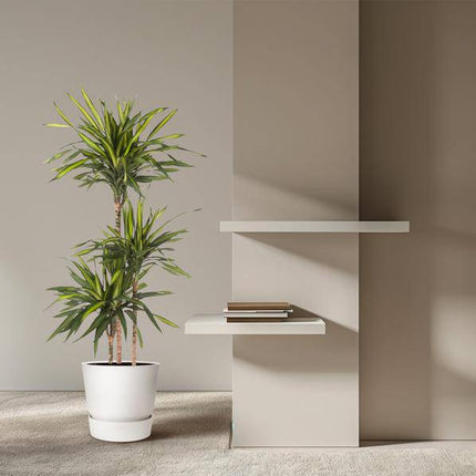 Drachenbaum – Dracaena Riki 140cm – Ø24cm – Zimmerpflanze mit grün gestreiften Blättern – Elegante pflegeleichte Dekopflanze für Wohnzimmer, Büro & Wintergarten