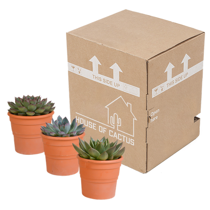 Echeveria Mix – Steinrose 3 Pflanzen – Ø10,5cm Zimmerpflanzen im Terrakotta-Topf – Verschiedene Sukkulenten im mediterranen Tontopf – Pflegeleichte Pflanzen für Fensterbank, Büro & Wohnzimmer