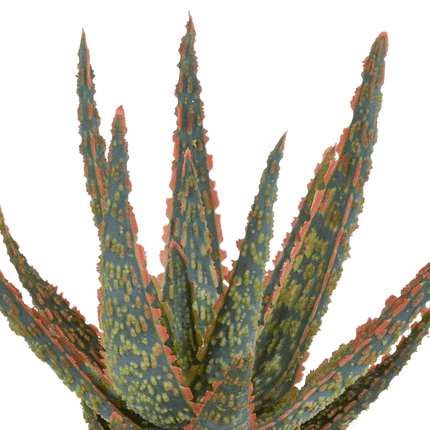 Aloe Zebrina Dannyz – Ø10,5cm Zimmerpflanze im mediterranen Terrakotta – Topf – Sukkulente mit sternförmigen Blättern & orangefarbenen Akzenten