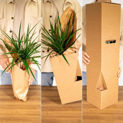 Korbmarante Calathea Ornata – Zimmerpflanze Ø14cm ca. 50cm hoch – Exotische Blattzeichnung – Pflegeleichte Zimmerpflanze für Zuhause & Büro