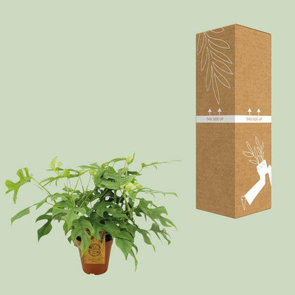 Fensterblatt Monstera Minima – Zimmerpflanze – Ø15cm – 40 cm hoch – Halbschatten – Pflegeleicht – Gefensterte Blätter