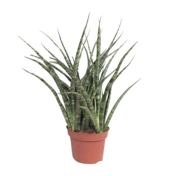 Bogenhanf – Sansevieria Fernwood Punk – Zimmerpflanze – Ø12cm – ↕35cm – immergrüne Sukkulente – pflegeleichte luftreinigende Pflanze für Wohnzimmer, Büro & Schlafzimmer