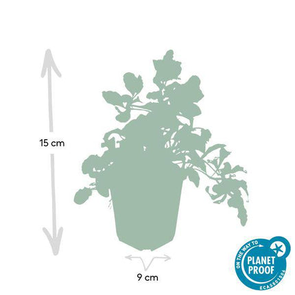 Kriechender Günsel – Ajuga reptans – ↕10-25cm – Ø9cm – 12 Pflanzen – Blühender Bodendecker für Halbschatten & Schatten – Bienenfreundlich