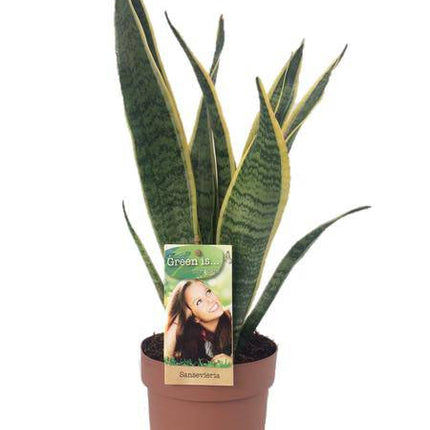 Bogenhanf – Sansevieria Laurentii – Zimmerpflanze – Ø14cm – ↕50cm – pflegeleichte Luftreiniger-Pflanze – dekorative Schwiegermutterzunge
