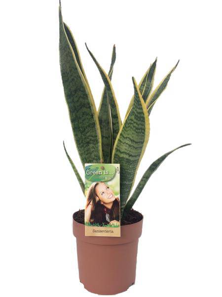Bogenhanf – Sansevieria Laurentii – Zimmerpflanze – Ø14cm – ↕50cm – pflegeleichte Luftreiniger-Pflanze – dekorative Schwiegermutterzunge
