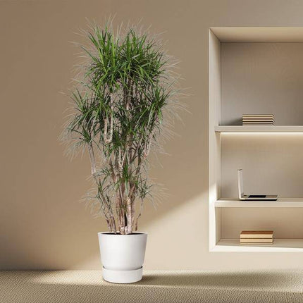 Drachenbaum Dracaena Marginata – 220cm hoch – Ø40cm – Exotische Zimmerpflanze mit grünen Blättern & roten Rändern – Pflegeleicht & robust – Für Wohnzimmer, Büro & Innenräume