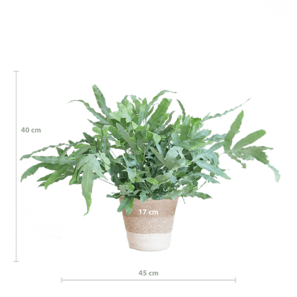 Phlebodium Aureum 'Blue Star' – Blauer Tüpfelfarn – Zimmerpflanze + Korb Lissabon Weiß – Ø17 cm – Höhe 40 cm – Graublaue Blätter – Nachhaltiger Jutekorb – Pflegeleicht & stilvoll