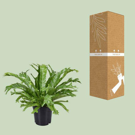 Nestfarn – Asplenium Nidus Crissie – Zimmerpflanze – Ø17cm – ca. 40cm hoch – pflegeleichter Farn für Zuhause & Büro – luftreinigende Grünpflanze