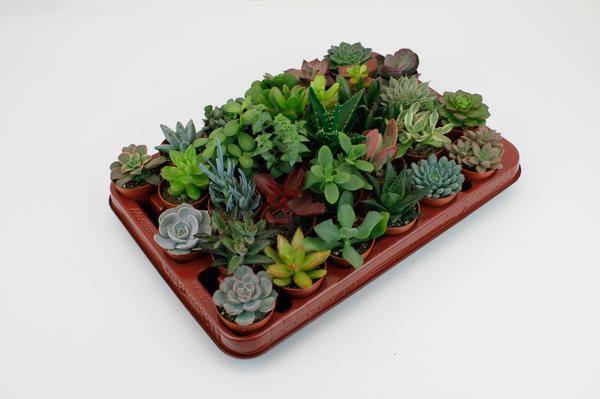 Sukkulenten Mix – 30 Sukkulenten– Ø5,5cm – Höhe ca. 7cm – Verschiedene Arten wie Aloe, Crassula, Echeveria, Haworthia, Kalanchoe & Sedum – Pflegeleichte Zimmerpflanzen