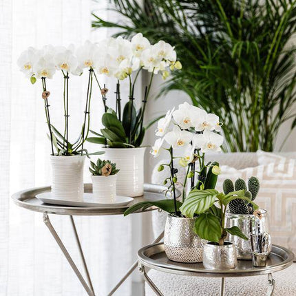 Keramik Blumentopf Silber – Glänzender Übertopf in luxuriöser Metallic – Optik – Ø6cm / Ø9cm – Stilvolle Deko für Innenräume
