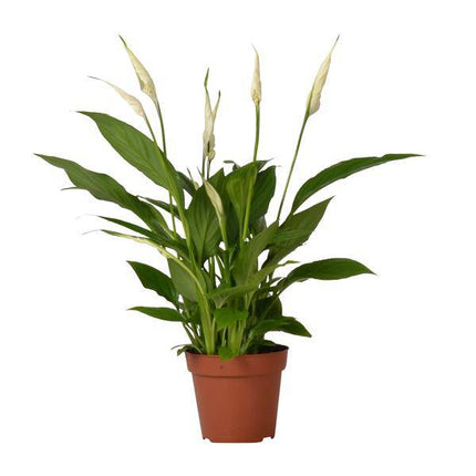 Einblatt – Spathiphyllum Bingo Cupido – Zimmerpflanze – Ø12 cm Topf – ca. 45 cm hoch – Luftreinigend – Weiße Blüten – Pflegeleicht & Tropisch