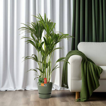 Kentiapalme Howea Forsteriana – Zimmerpflanze Ø24cm ↕120cm – pflegeleichte tropische Grünpflanze luftreinigend für Wohnzimmer Büro Schlafzimmer