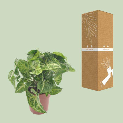 Purpurtute Syngonium Arrow – Ø12cm – ↕25cm – Pflegeleichte Zimmerpflanze mit pfeilförmigem Laub – Grünpflanze für Wohnzimmer, Büro & Pflanzgefäße