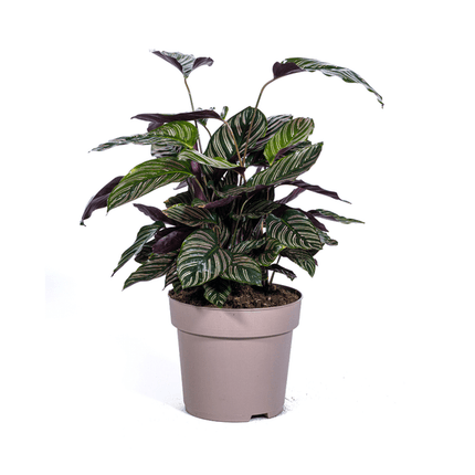 Calathea Ornata Sanderiana – Korbmarante – Zimmerpflanze Ø27cm – ↕60-80cm – Tropische Innenpflanze mit pinken Streifen – Pflegeleicht & dekorativ