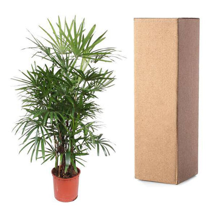 Steckenpalme – Rhapis Excelsa – Zimmerpflanze 190cm – Ø34cm – Pflegeleichte Damenpalme für Wohnzimmer, Büro & Wintergarten – Luftreinigende Palme