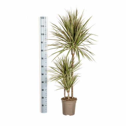 Dracaena Marginata Bicolor – Drachenbaum – Ø21cm – ↕110-130cm – Elegante Zimmerpflanze mit zweifarbigen Blättern – Pflegeleicht & luftreinigend