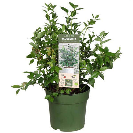 Bio Heidelbeere Vaccinium corymbosum 'Bingo Blue' – Ø23cm – Höhe ca. 50cm – Ertragreiche Blaubeerpflanze – Für Garten, Terrasse & Balkon – Winterhart & mehrjährig