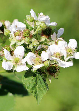 Himbeere Rubus idaeus 'Malling Promise' – Selbstbestäubende Sommer-Himbeere – 100% biologisch – Ø13cm – ca. 45cm Höhe – Leckere rote Früchte