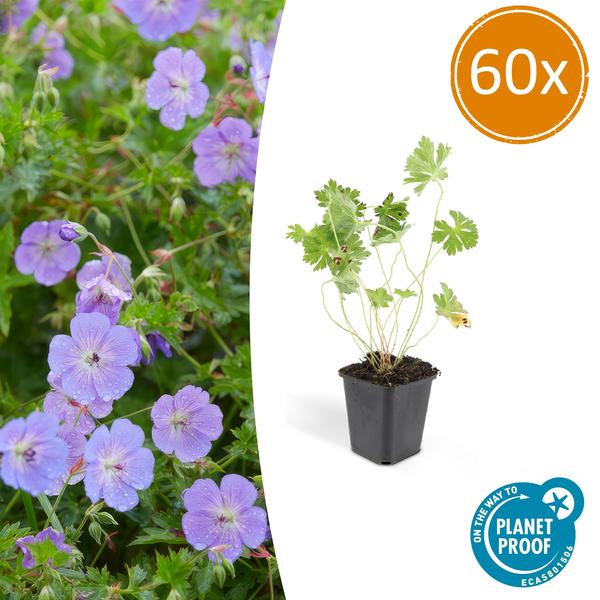 Storchschnabel Geranium Rozanne – 60 Pflanzen – ↕10-25cm – Ø9cm – Robuste Bodendecker-Pflanze – Lilafarbene Blüten von Mai bis Herbst – Pflegeleicht & Krankheitsresistent