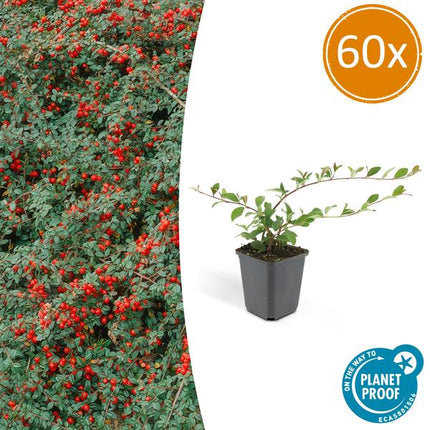 Teppich-Zwergmispel Cotoneaster dammeri – 60 Pflanzen – ↕10-25cm – Ø9cm – Bodendecker – Blühend & pflegeleicht – Sonne & Schatten