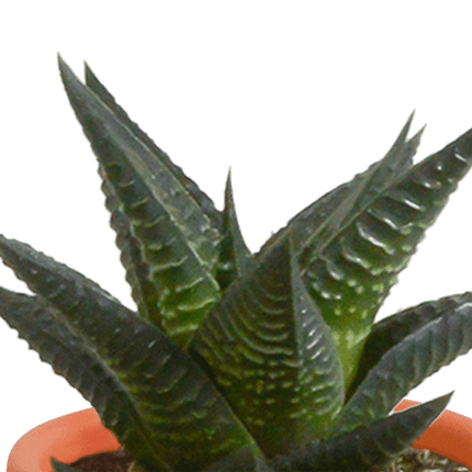 Sukkulenten & Kakteen Mix – 15 Pflanzen – Ø5,5cm Zimmerpflanzen im Terrakotta-Topf – Bunte Mischung aus verschiedenen Sukkulenten & Mini-Kakteen – Pflegeleichte Pflanzen für Fensterbank, Büro & Wohnzimmer