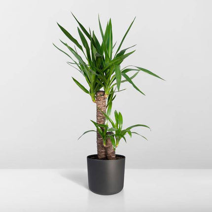 Palmlilie Yucca Elephantipes Zimmerpflanze Ø17cm ↕85cm – pflegeleichte Grünpflanze für Wohnzimmer, Büro & helle Standorte kaufen