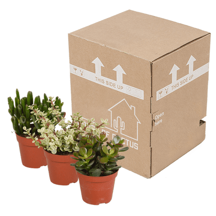 Dickblatt Crassula Mix – 3 Zimmerpflanzen – Ø8,5cm – Sukkulenten Mischung in verschiedenen Formen & Farben – pflegeleicht & dekorativ