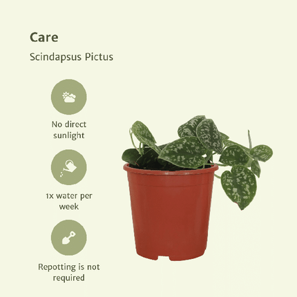 Efeutute Scindapsus Pictus Epipremnum Zimmerpflanze Ø12cm ↕15cm – pflegeleichte Grünpflanze für Wohnzimmer, Büro & helle Standorte kaufen