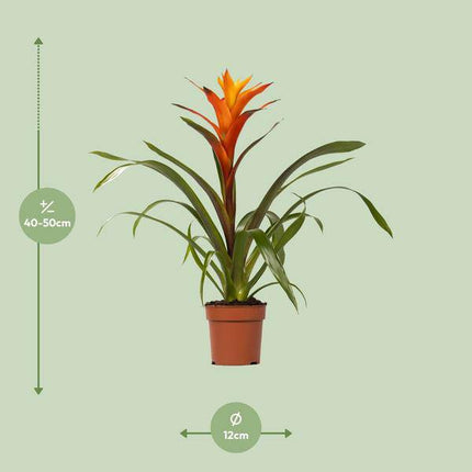 Bromelie – Guzmania Variada – Zimmerpflanze – Ø12cm – ↕50cm – Exotische Blühpflanze für Innenräume – Pflegeleicht & dekorativ