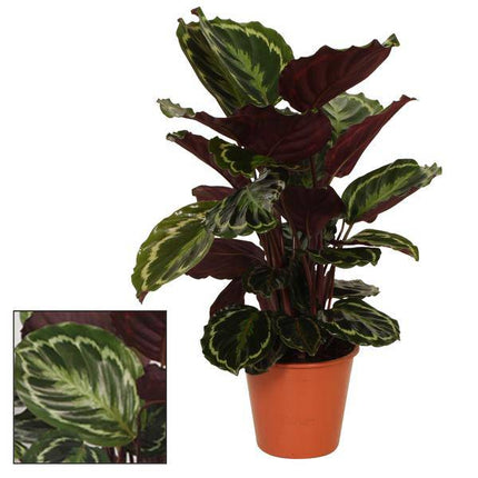 Korbmarante Calathea Medaillon – Zimmerpflanze – Ø19 cm – Ca. 75 cm hoch – Exotisches Blattmuster mit rot-violetter Blattunterseite – Pflegeleicht & dekorativ