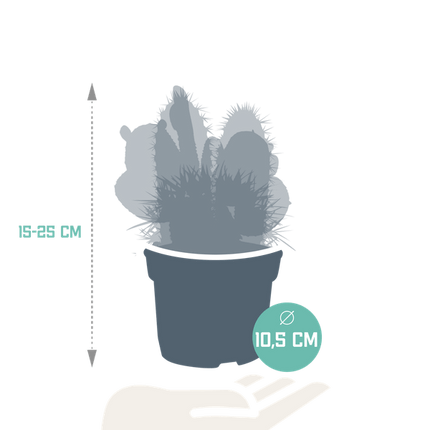 Kaktusmischung 3 Pflanzen – Ø10,5cm – Verschiedene Kakteen – Pflegeleichte Zimmerpflanzen in Mixform – Sukkulenten für Fensterbank, Büro & Wohnzimmer