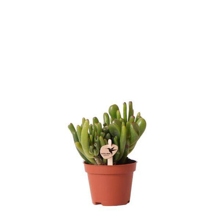Crassula Hobbit Zimmerpflanze Ø6cm – pflegeleichte Sukkulente für Wohnzimmer, Büro & helle Standorte kaufen