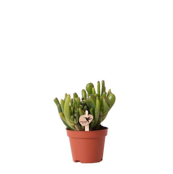 Crassula Hobbit Zimmerpflanze Ø6cm – pflegeleichte Sukkulente für Wohnzimmer, Büro & helle Standorte kaufen