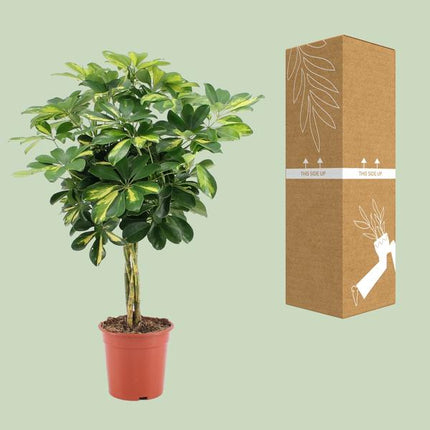 Strahlenaralie Schefflera Arboricola Zimmerpflanze Ø19cm ↕75cm – pflegeleichte Grünpflanze für Wohnzimmer, Büro & helle Standorte kaufen