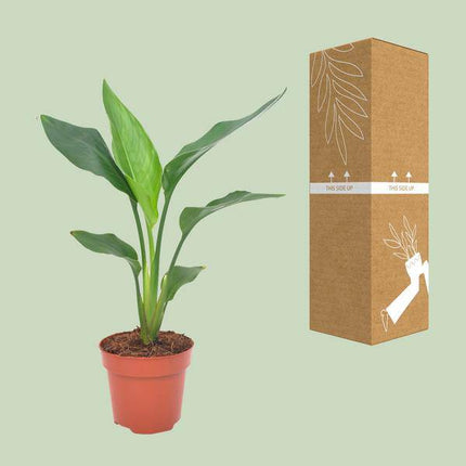 Paradiesvogelblume – Strelitzia reginae – Zimmerpflanze – Ø12cm – ↕40cm – exotische Bird of Paradise Pflanze für Wohnzimmer & Büro