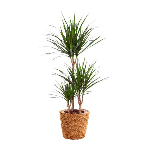 Drachenbaum – Dracaena Marginata – Zimmerpflanze – Ø21cm – ↕95cm Höhe – Pflegeleichte exotische Grünpflanze für Zuhause & Büro
