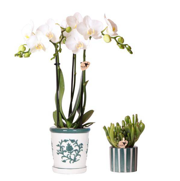 Orchidee Amabilis Weiß im Malaga – Topf Ø9cm + Sukkulente im Painted Stripe – Topf Grün Ø6cm – Elegantes 2er Pflanzenset