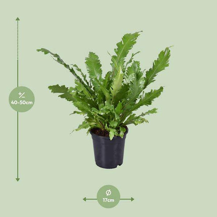 Nestfarn – Asplenium Nidus – Zimmerpflanze – Ø17cm – ca. 45cm hoch – dekorativer pflegeleichter Farn für Zuhause & Büro