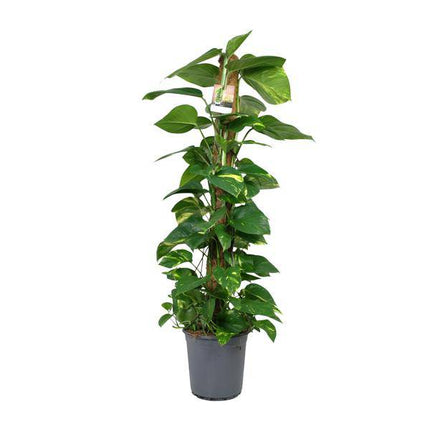 Efeutute Scindapsus Epipremnum – Zimmerpflanze – Ø24cm 120cm hoch – Pflegeleichte Kletterpflanze mit leuchtend grünem Laub – Ideal für Halbschatten – Fabien Pflanzen