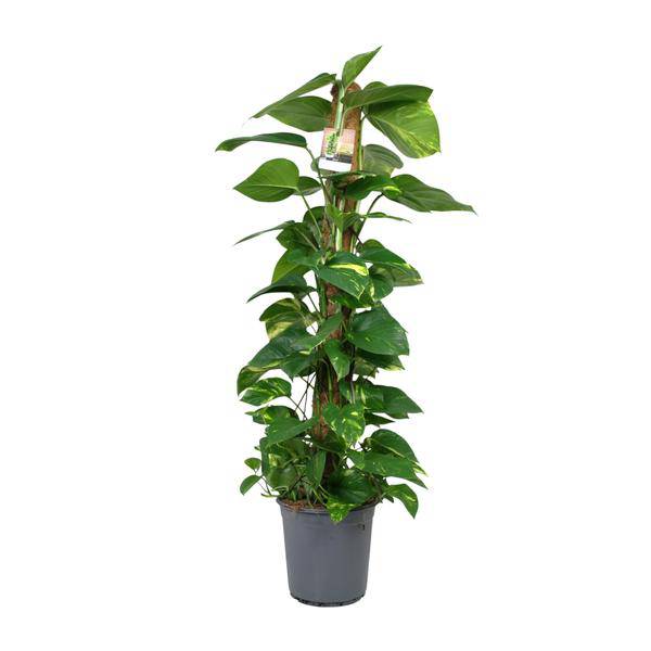 Efeutute Scindapsus Epipremnum – Zimmerpflanze – Ø24cm 120cm hoch – Pflegeleichte Kletterpflanze mit leuchtend grünem Laub – Ideal für Halbschatten – Fabien Pflanzen