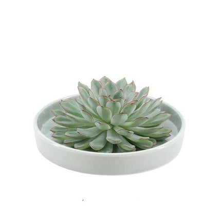 Sukkulente – Echeveria pulidonis Rootless – Ø20cm Schale „Grün“ – Zimmerpflanze ohne Wurzeln – Pflegeleichte Schnitt-Sukkulente als Deko & Tischschmuck
