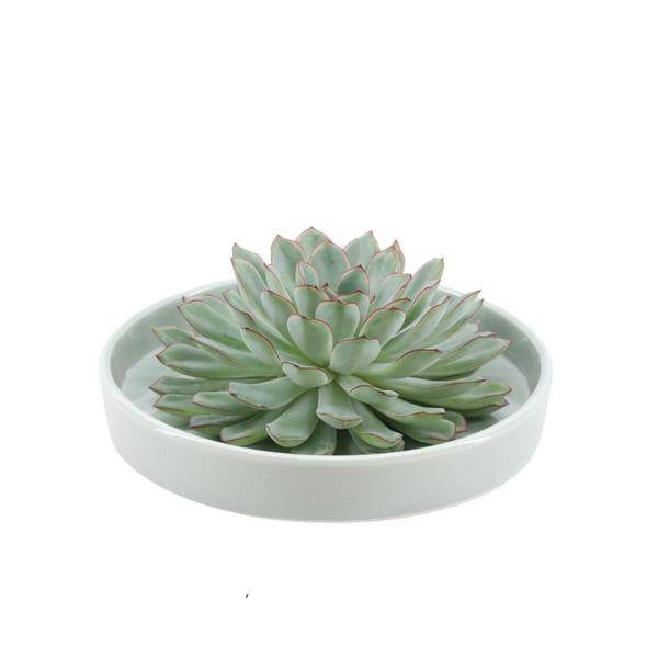 Sukkulente – Echeveria pulidonis Rootless – Ø20cm Schale „Grün“ – Zimmerpflanze ohne Wurzeln – Pflegeleichte Schnitt-Sukkulente als Deko & Tischschmuck