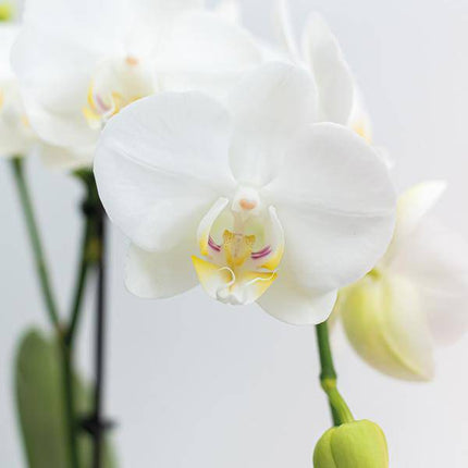 Weiße Phalaenopsis Orchideen – Amabilis – 2 Pflanzen – Blühende Zimmerpflanze Ø9cm – Multiflora-Orchidee mit 2–3 Zweigen