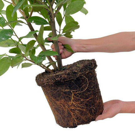 Kirschlorbeer Rotundifolia – 20 Pflanzen für 10 Meter Hecke – Immergrüne Lorbeerkirsche 125–150cm – Schnellwachsend & dicht – Perfekt als Sichtschutzhecke