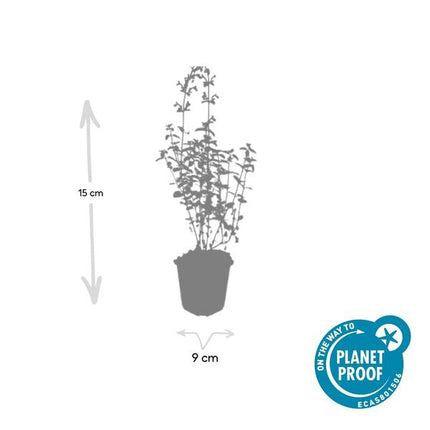 Katzenminze – Nepeta 'Walker's Low' – ↕10-25cm – Ø9cm – 12 Pflanzen – Lavendelblau – Bienenfreundlich – Pflegeleicht – Sonne